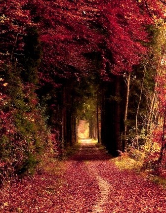 Autumn Tree Tunnel, Germany