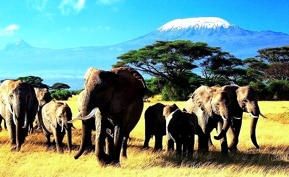 by  HD  on Flickr.The Giants of Africa in Amboseli, Kenya with snowy Kilimanjaro in the background.