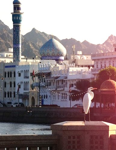 White heron and corniche in Muscat, Oman
