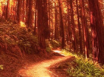 Golden Forest, The Redwoods, California