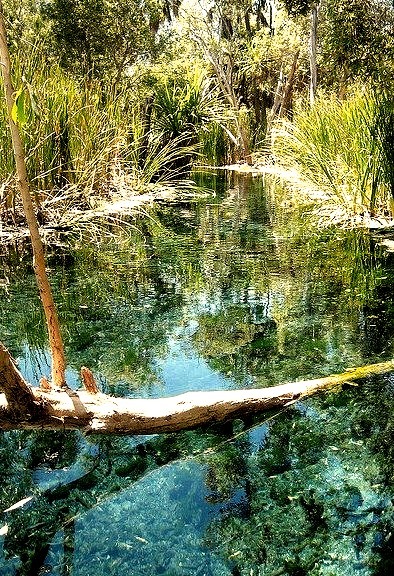 Clear thermal waters of Bitter Springs, near Mattaranka in Northern Territory, Australia