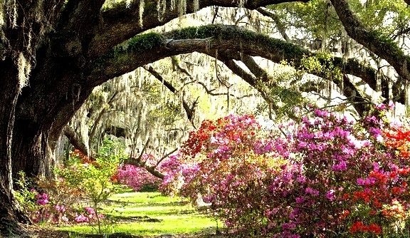 Magnolia Plantation & Gardens in Charleston, South Carolina, USA