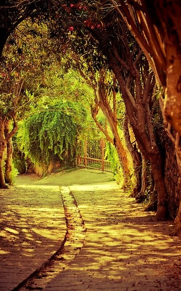 Oleander lane in the ancient city of Byblos, Lebanon