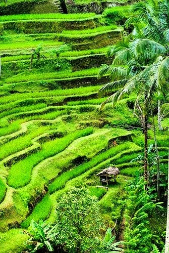 Rice terraces of Tegallalang in Bali, Indonesia