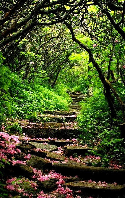 Beautiful path in the Craggy Gardens, North Carolina, USA